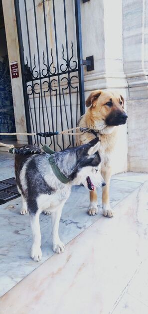 Pastor Alemão vs Pastor Caucasiano PARA ADOÇÃO . Cães