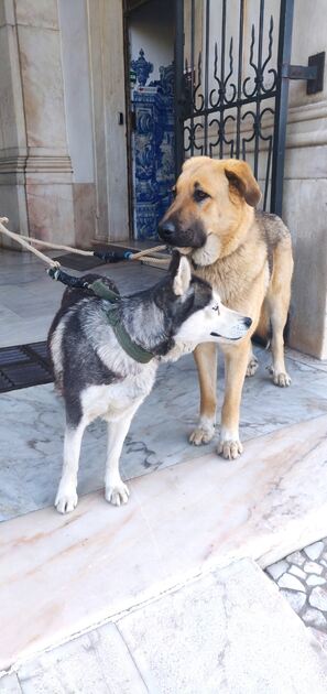 Pastor Alemão vs Pastor Caucasiano PARA ADOÇÃO . Cães