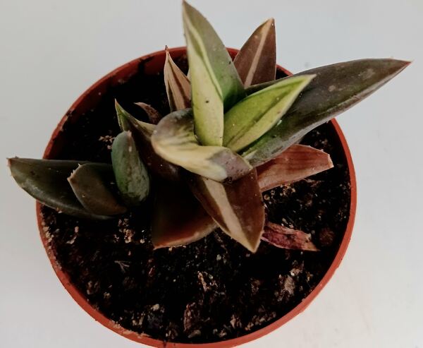 suculentas/aloe variegata . Plantas