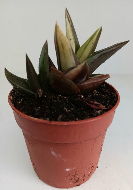 suculentas/aloe variegata . Plantas
