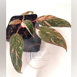 Philodendron Pink Princess Marble. Plantas