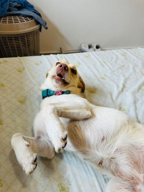 Doação . Cães