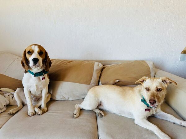Doação . Cães