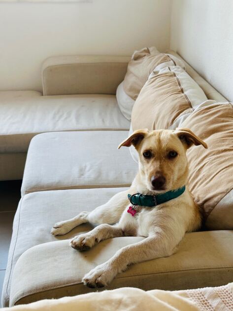 Doação . Cães