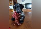 Cockeres disponiveis . Cães