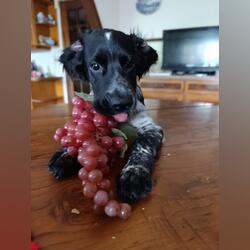 Cockeres disponiveis . Cães