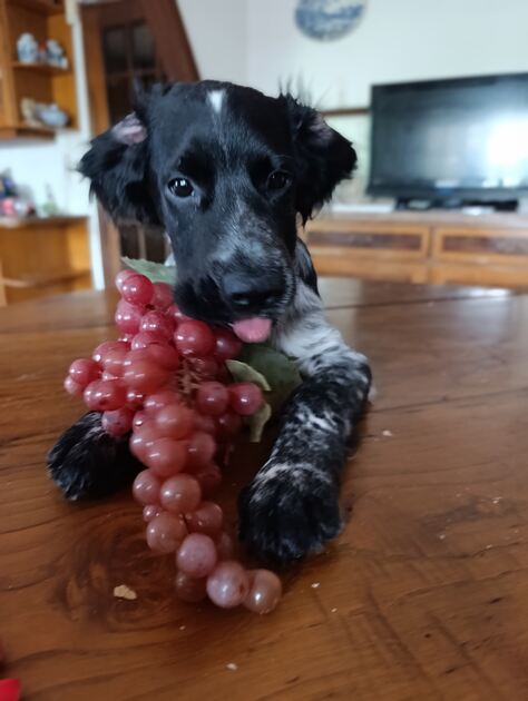 Cockeres disponiveis . Cães