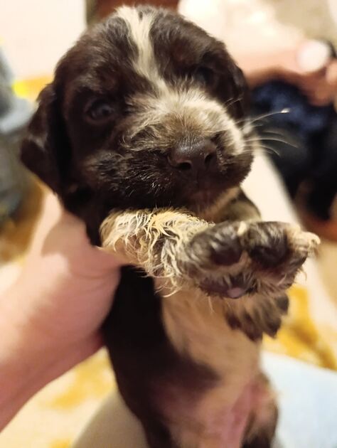 Cockeres disponiveis . Cães