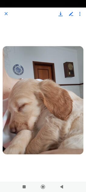 Cockeres disponiveis . Cães