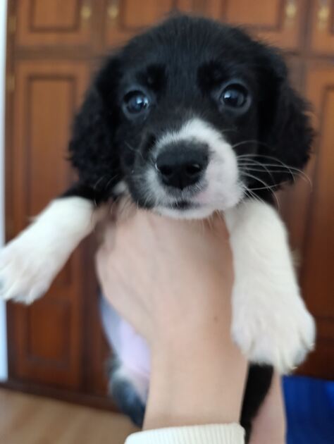 Cockeres disponiveis . Cães