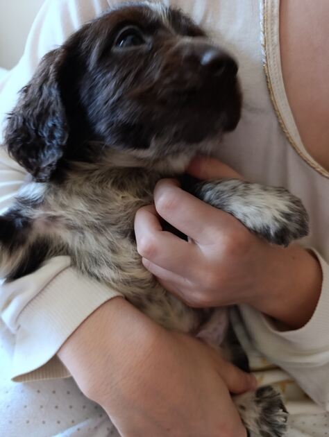 Cockeres disponiveis . Cães