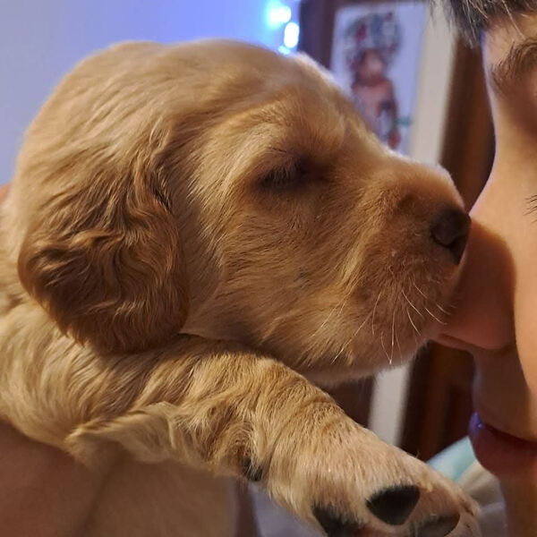 Cockeres disponiveis . Cães