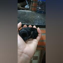 vendo pincher miniatura disponível para interessad. Outros Animais