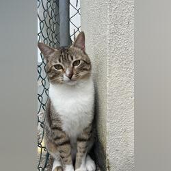 Gato dócil e tranquilo além de lindo. Gatos. Leiria.  Adoção Masculino Pêlo curto  Orelhas curtas