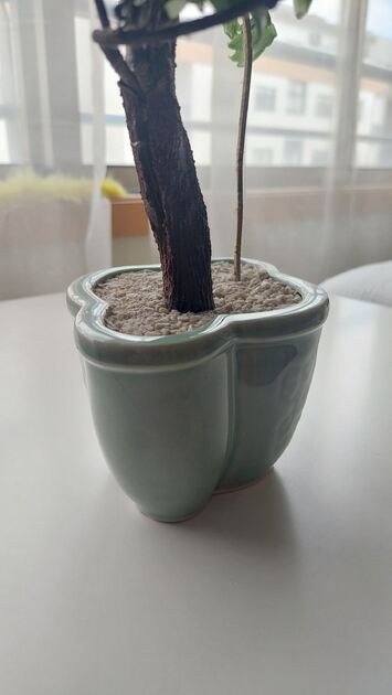 Bonsai em vidro. Vasos