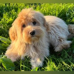 Cão Bichon Havanês . Cães