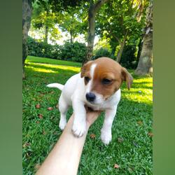 Ninhada . Cães. Porto Cidade. Jack Russell Terrier À venda    3 1-6 meses Feminino Vacinado