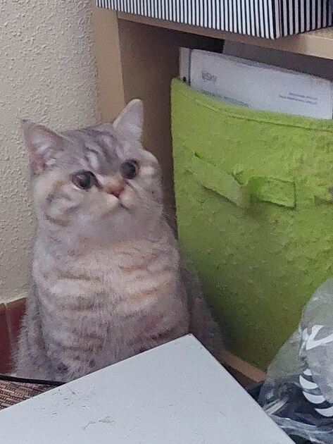 7 meses 1 menino e 2 meninas. Gatos