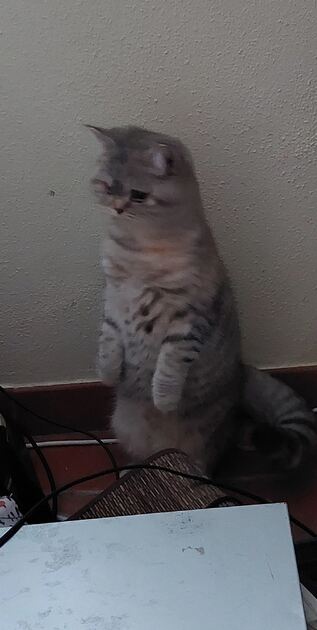 7 meses 1 menino e 2 meninas. Gatos
