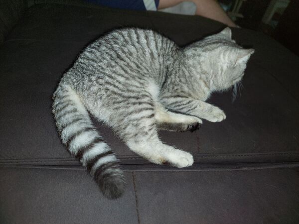 7 meses 1 menino e 2 meninas. Gatos