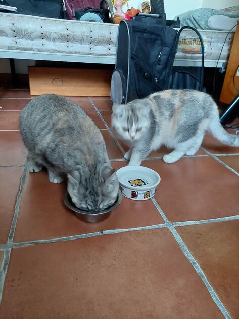 7 meses 1 menino e 2 meninas. Gatos