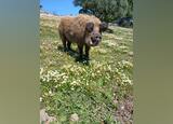 Porco ovelha Mangalitsa. Animais de Quinta