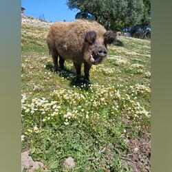 Porco ovelha Mangalitsa. Animais de Quinta