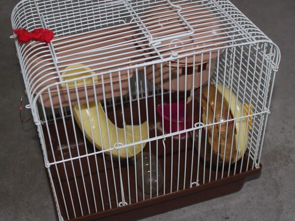Gaiola para hamster. Roedores. Penafiel