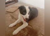 Border Collie puro 3 meses Macho e Fêmea disponíve. Cães
