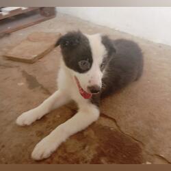 Border Collie puro 3 meses Macho e Fêmea disponíve. Cães