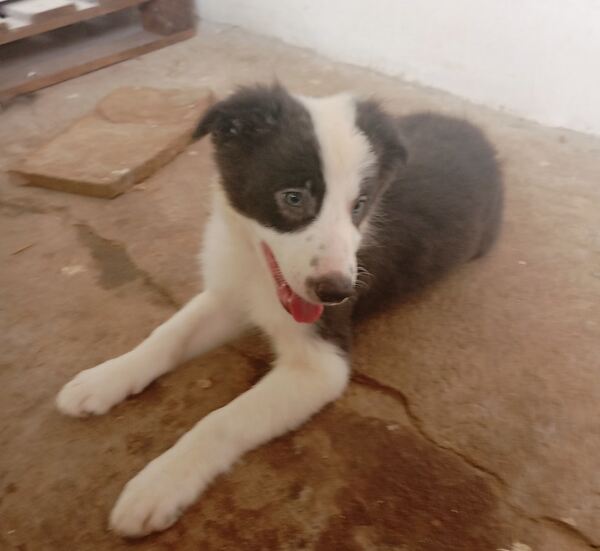 Border Collie puro 3 meses Macho e Fêmea disponíve. Cães