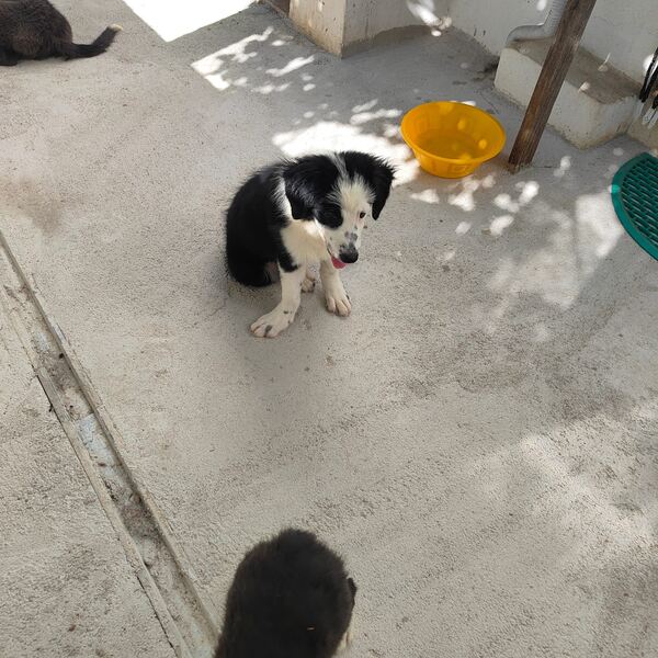 Border Collie puro 3 meses Macho e Fêmea disponíve. Cães