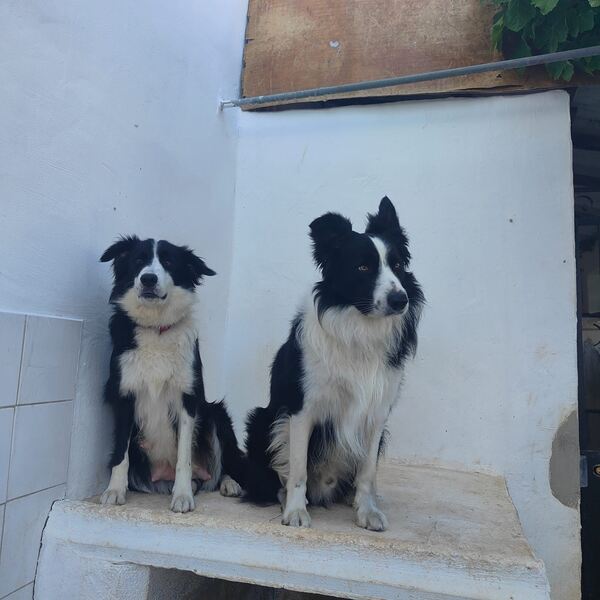 Border Collie puro 3 meses Macho e Fêmea disponíve. Cães