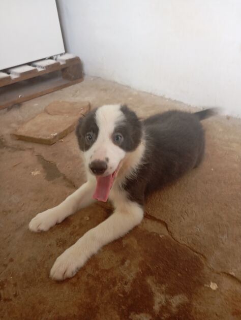 Border Collie puro 3 meses Macho e Fêmea disponíve. Cães