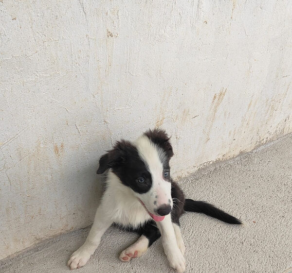 Border Collie puro 3 meses Macho e Fêmea disponíve. Cães