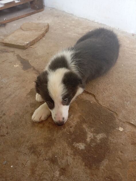Border Collie puro 3 meses Macho e Fêmea disponíve. Cães