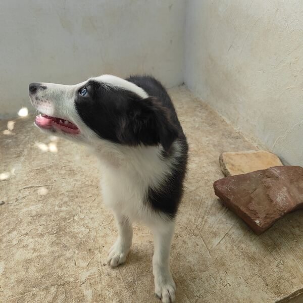 Border Collie puro 3 meses Macho e Fêmea disponíve. Cães
