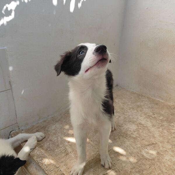 Border Collie puro 3 meses Macho e Fêmea disponíve. Cães