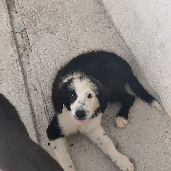 Border Collie puro 3 meses Macho e Fêmea disponíve. Cães