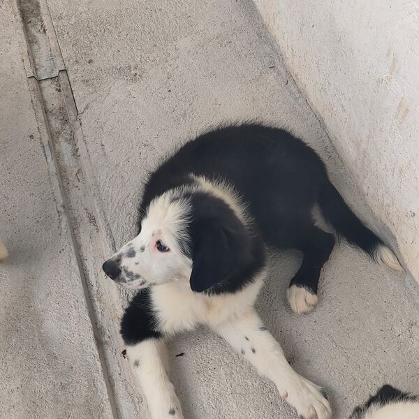 Border Collie puro 3 meses Macho e Fêmea disponíve. Cães