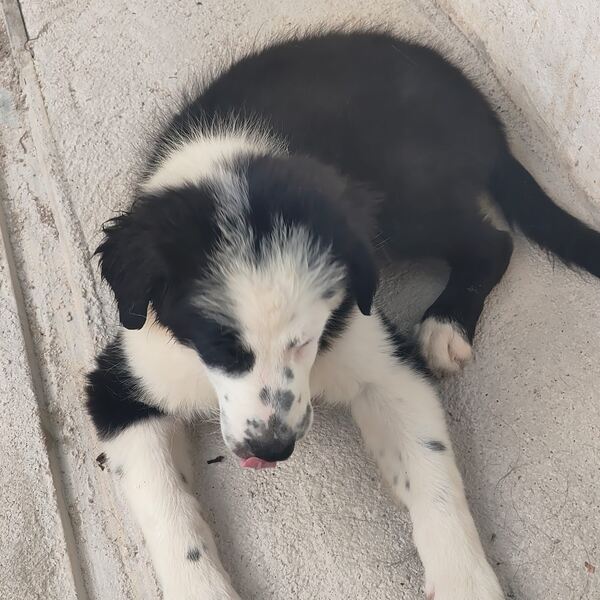 Border Collie puro 3 meses Macho e Fêmea disponíve. Cães