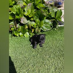 Cachorro chihuahua. Cães