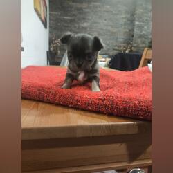 Chihuahua de pelo comprido. Cães