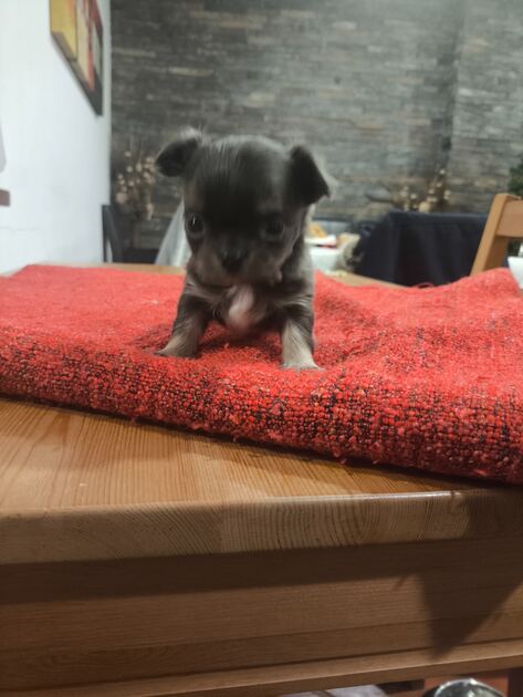 Chihuahua de pelo comprido. Cães