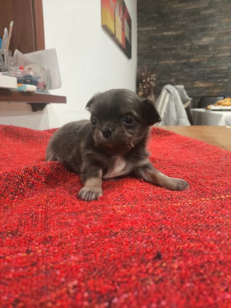 Chihuahua de pelo comprido. Cães