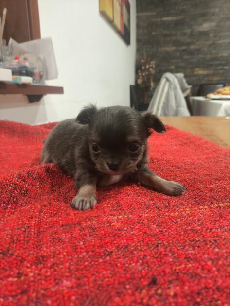 Chihuahua de pelo comprido. Cães