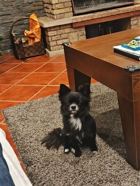 Chihuahua de pelo comprido. Cães