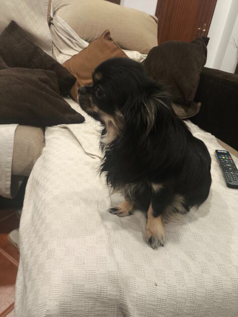 Chihuahua de pelo comprido. Cães