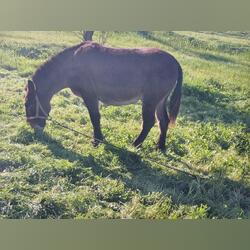 vendo ou troco macho bem manso e bem engatado . Cavalos