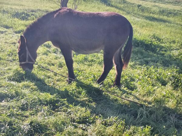 vendo ou troco macho bem manso e bem engatado . Cavalos